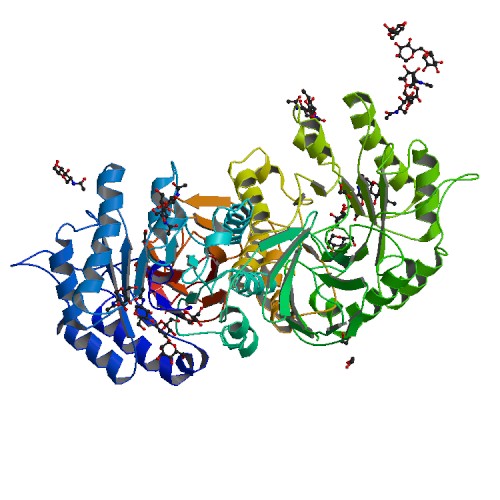 Bändermodell des Enzyms α-Galactosidase A